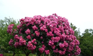 Tree rose cho hoa nở quanh năm, bông to và được gọi là loài hoa bất tử.