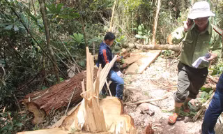 Hiện trường vụ phá rừng Pơ mu ở biên giới Quảng Nam.