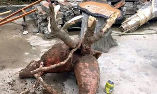 Củ sắn nặng 60kg được bán với giá 2,5 triệu đồng. Ảnh: T.H