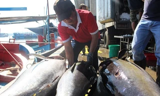 Cá ngừ đại dương hơn nửa tạ 'ngập' khoang tàu ngư dân
