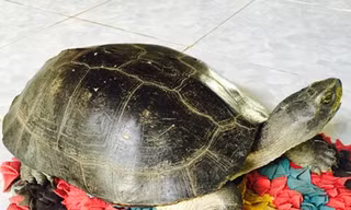 Con rùa mà nhà bà Nguyễn Thị Thu bắt được sau nhà.