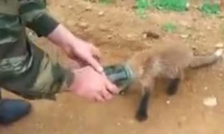 Chú cáo được người giải cứu