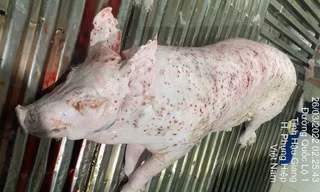 Bộ Công an tiếp tục làm rõ động cơ phát tán hình ảnh tố C.P. Việt Nam bán thịt heo bệnh