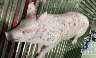 Bộ Công an tiếp tục làm rõ động cơ phát tán hình ảnh tố C.P. Việt Nam bán thịt heo bệnh