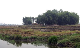 Phát lộ mộ táng người cổ với bộ vòng nguyên khối ở Long An