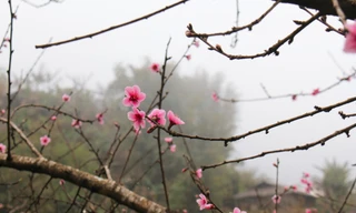 Xao xuyến sắc hoa mùa Xuân nơi rẻo cao Tây Bắc