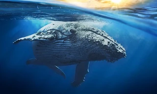 Trái tim của cá voi xanh có thực sự to bằng một chiếc ô tô?