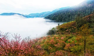 Mê mẩn khung cảnh thần tiên của 'rừng đào mười dặm' trên đường đến Lai Châu