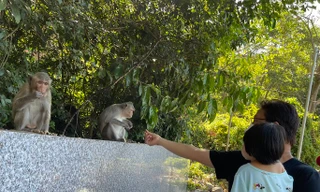 Hình ảnh hàng trăm con khỉ chọn cửa chùa làm nơi nương náu 