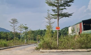 Đất nền khu vực đầu cầu Nhật Tân, Đông Anh ghi nhận 200 triệu/m2