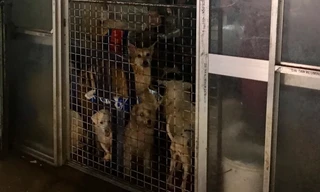 Hộ nuôi hơn 80 con chó ở TPHCM bị phạt 64 triệu đồng