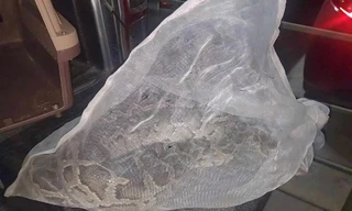 Trăn dài 1,7 mét bò vào bãi xe chung cư ở Bình Thạnh