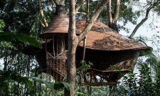 Độc đáo kiểu nhà lơ lửng trên cây cổ thụ giữa rừng 