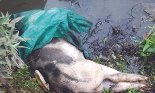 Lợn chết nổi bồng bềnh trên con mương chạy qua trường THCS Bồng Mạc B