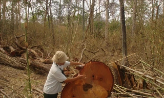 Rừng Quốc gia Yok Đôn bị tàn phá. Ảnh: Vạn Tiếp