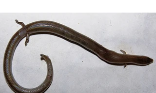 Phát hiện rắn lạ có bốn chân