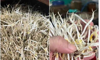 Trào lưu tự làm giá đỗ hot trở lại, chị em 'rần rần' chia sẻ trên mạng