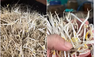 Trào lưu tự làm giá đỗ hot trở lại, chị em 'rần rần' chia sẻ trên mạng