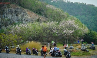 Hàng ngàn cây đỗ mai khoe sắc ở TP Vũng Tàu khiến du khách mê mẩn