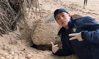 Nam thanh niên 'đỡ đẻ' cho rùa