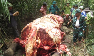 Khám nghiệm hiện trường 'hành quyết' voi