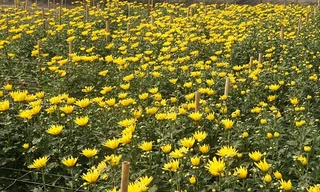 Người Hà Nội sẽ mua hoa chơi Tết sớm ở đâu?