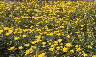 Người Hà Nội sẽ mua hoa chơi Tết sớm ở đâu?