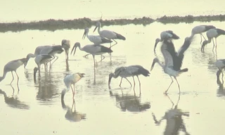 Hàng chục nghìn chim quý hiếm bay về Vườn Quốc gia Tràm Chim