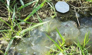 Chất lạ bầy nhầy hậu nổ thiên thạch là từ... ếch