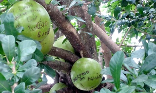 Khắc chữ nham nhở lên đào tiên chùa Linh Ứng