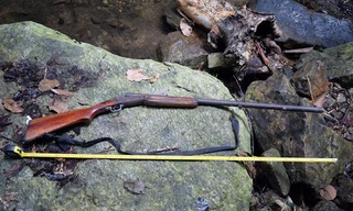 Súng cướp cò một người tử vong trong lúc đi săn. Ảnh minh họa