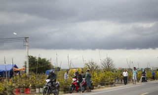 Thủ phủ mai vàng miền Trung đạt doanh thu gần 80 tỷ đồng trong vụ Tết. Ảnh: Trương Định