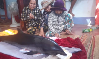 Cá ông lạc vào đầm Thị Nại mắc lưới người dân.