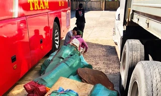 Ô tô khách chở gỗ lậu ngụy trang tinh vi.