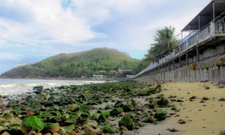 Bãi biển Quy Nhơn “bất ngờ” xuất hiện bãi đá rêu xanh.