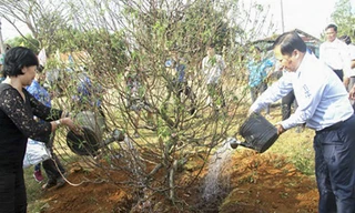 Lần đầu tiên đưa cây hoa đào về xã miền núi Vĩnh Sơn - ảnh chụp năm 2019.