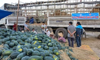 Dưa hấu của người dân trên địa bàn Tây Sơn được các đơn vị "giải cứu" vì dịch Covid-19.