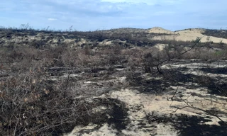 Tạm dựng dự án Nhà máy phong điện Phương Mai 1 vì thiếu trách nhiệm, để mất 140 ha rừng.