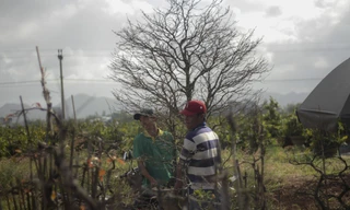 "Thủ phủ" mai vàng miền Trung nhộn nhịp vào Tết. Ảnh: Trương Định