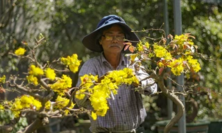 Nhà vườn thủ phủ mai vàng miền Trung tất bật “tút” lại cây lo cho vụ Tết năm sau.