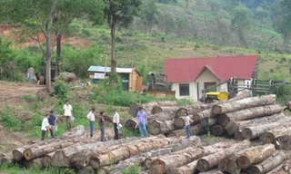 Khai thác gỗ ở Cty TNHH Nhà nước MTV Lâm nghiệp Đăk Tô (Kon Tum) .Ảnh: Văn Chung