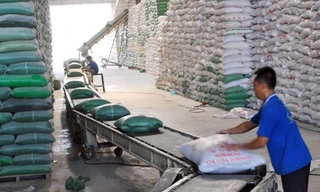 Trung Quốc mua gạo Việt Nam: Tăng đột biến!