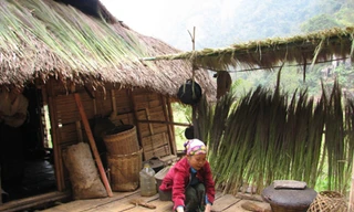 Đồng bào Thái ở xã Tam Chung, huyện Mường Lát (Thanh Hóa) đang phơi cây đót mới hái để bán	Ảnh: Hoàng Lam