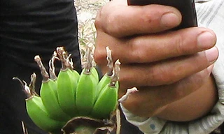 Lạ lùng cây chuối chết khô trổ quả