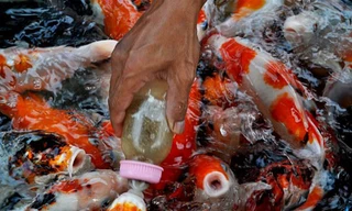 Đàn cá thi nhau bú bình tạo nên một cảnh tượng vô cùng đẹp mắt