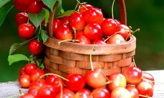 Trái cherry, đắt xắt ra… thuốc?