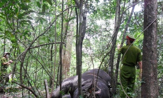 Con voi đực bị lấy mất một phần xương mặt