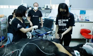 Tăng Thanh Hà cùng sao quốc tế trải nghiệm chăm sóc, bảo vệ gấu tại Việt Nam