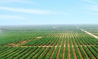 HAG trước nguy cơ bị huỷ niêm yết: Thiệt hại về ai?