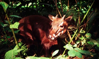 Gửi niềm tin nơi 'Khu rừng hy vọng' của Trung Trường Sơn